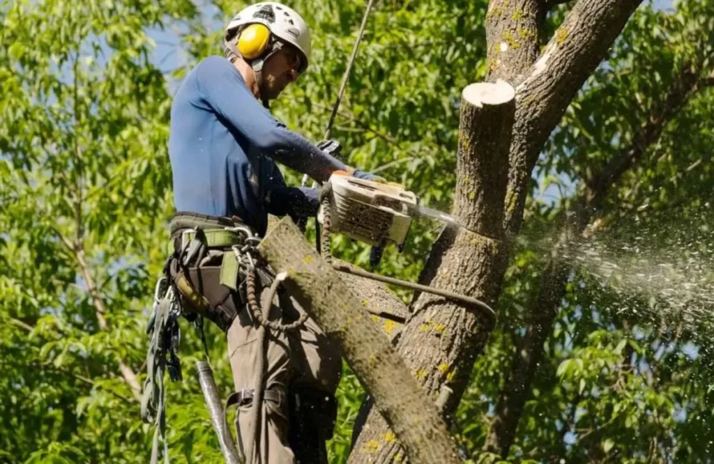 Emergency Tree Removal Protects Business Properties 