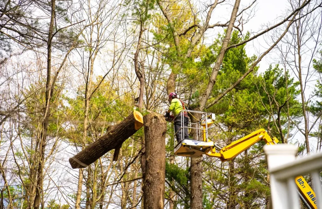 Emergency Tree Removal Protects Your Property