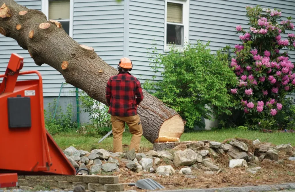 Ispect a Tree Before Removal