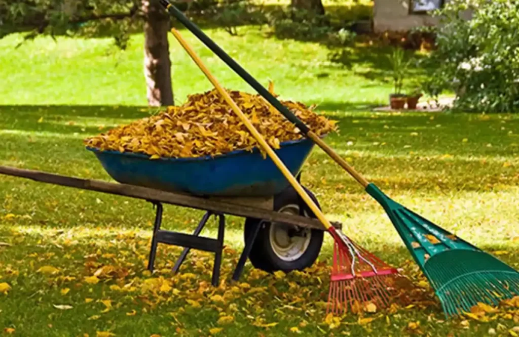 Benefits of Hiring Professional Yard Cleanup Services