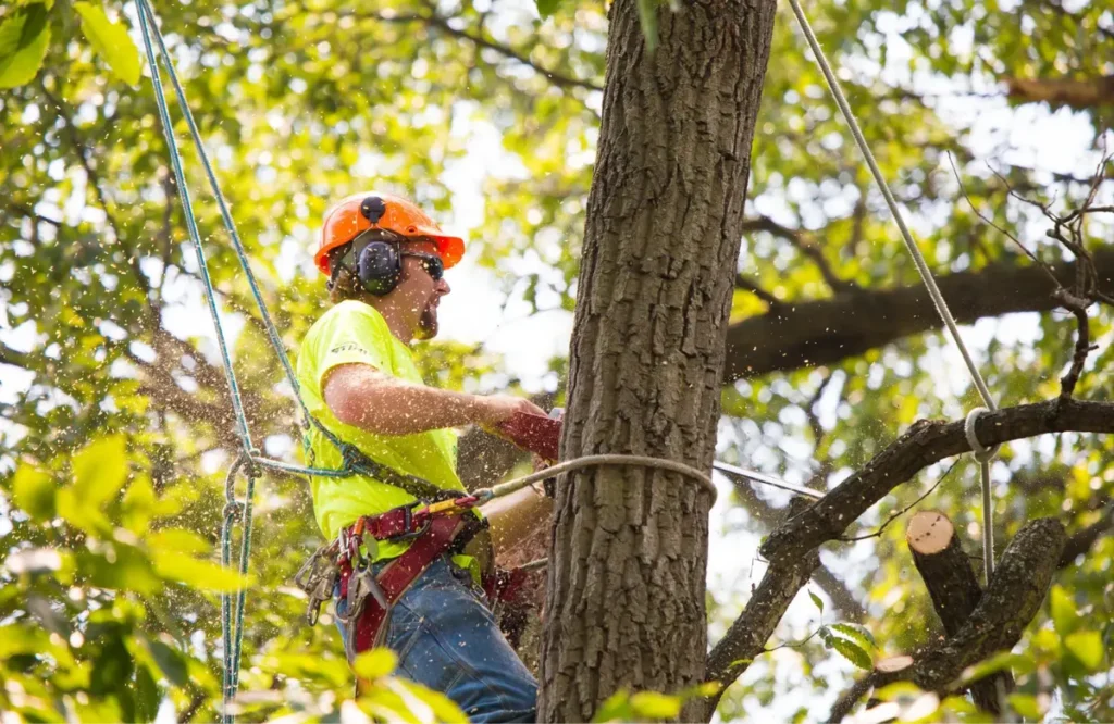 Emergency Tree Removal