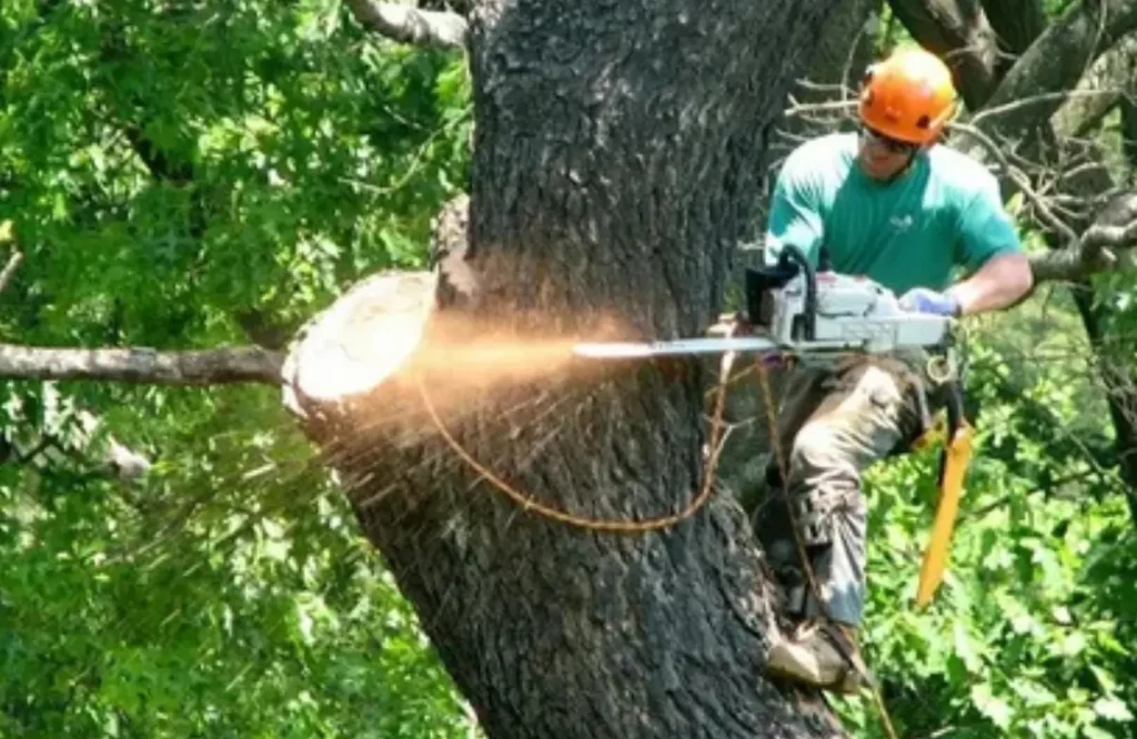 Benefits of Professional Tree Removal Services