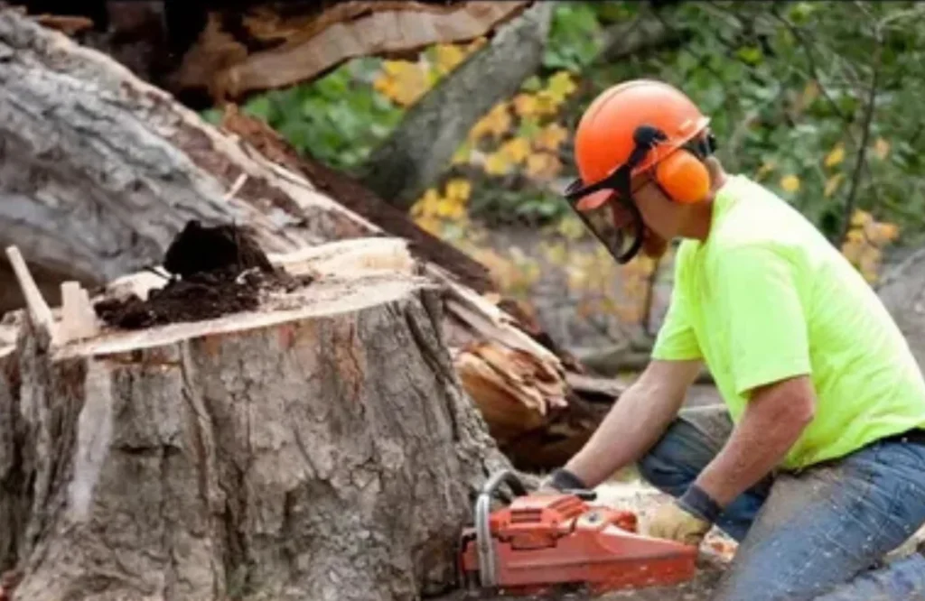 Professional Tree Removal Services