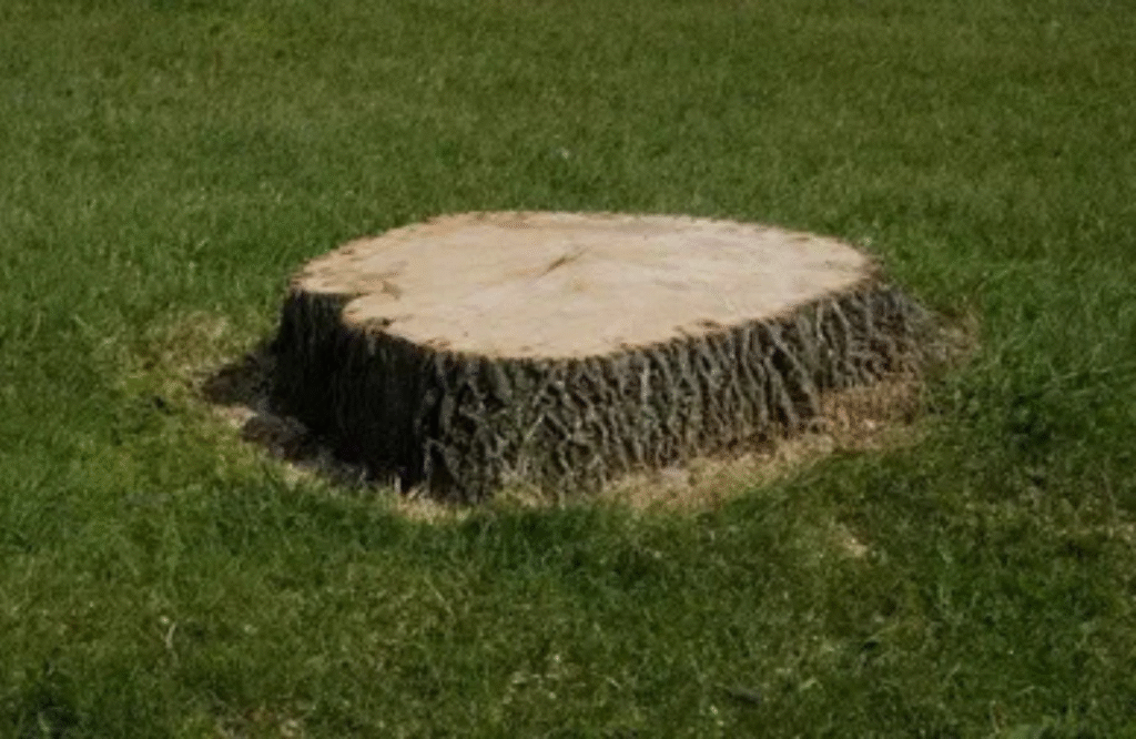 Remove or Grind a Tree Stump Effectively