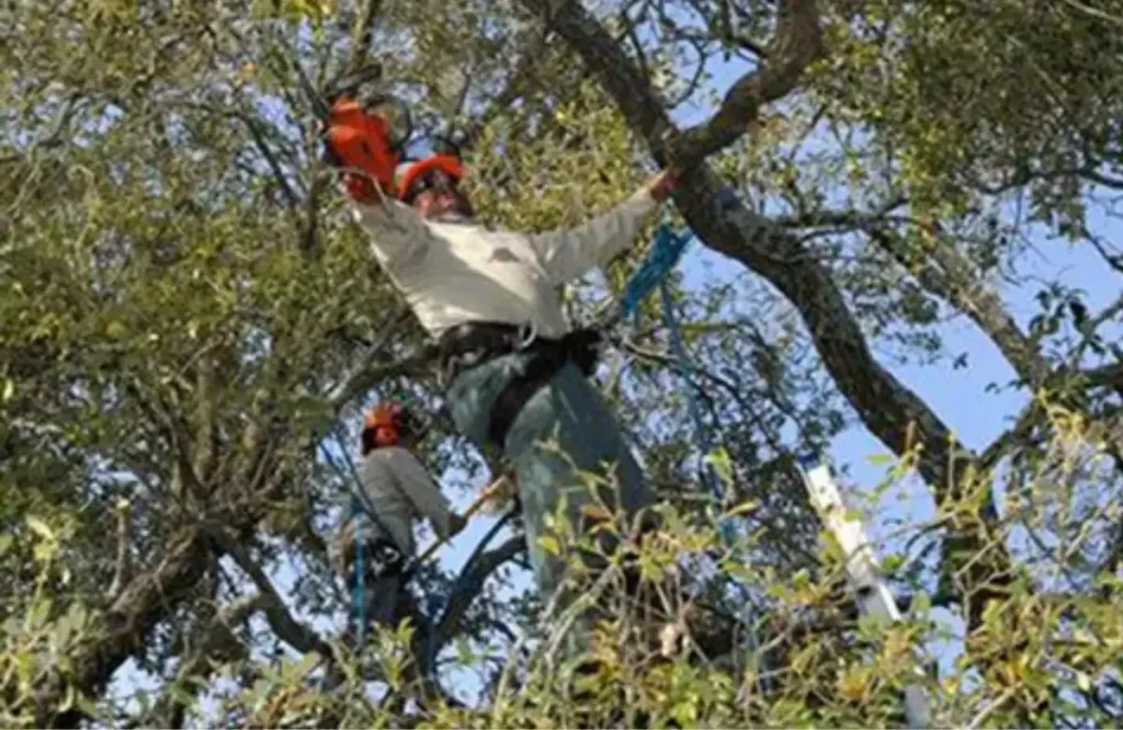 prune the evergreen conifers