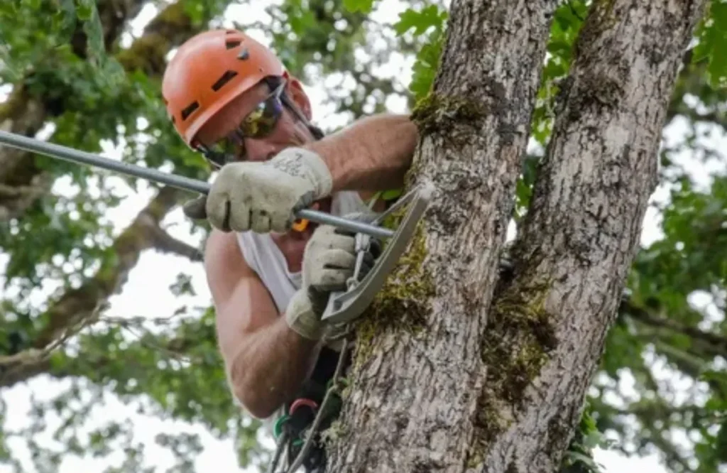 Professional Tree Removal Services