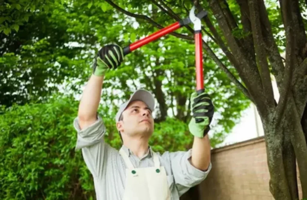 prune the evergreen conifers