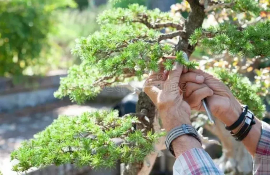 What Time of Year Should You Not Trim Trees?
