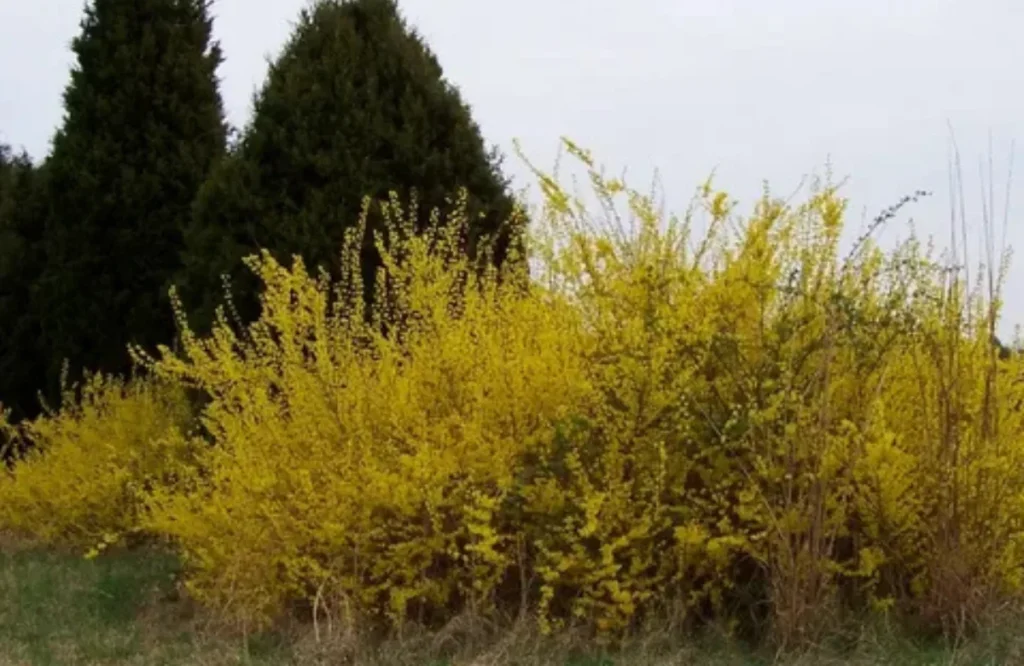 7 Plants You Should Never Prune in Winter