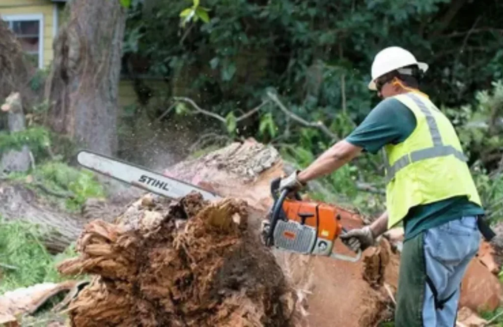 Who Should You Call for Emergency or Storm Tree Removal?