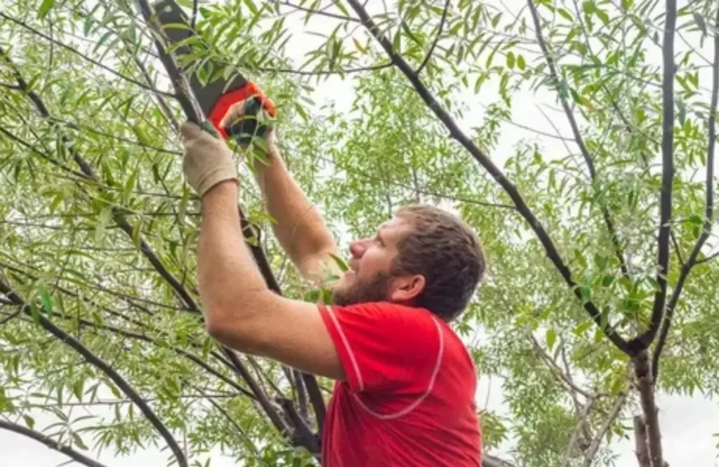 Tree Removal Mistakes Homeowners Must Avoid