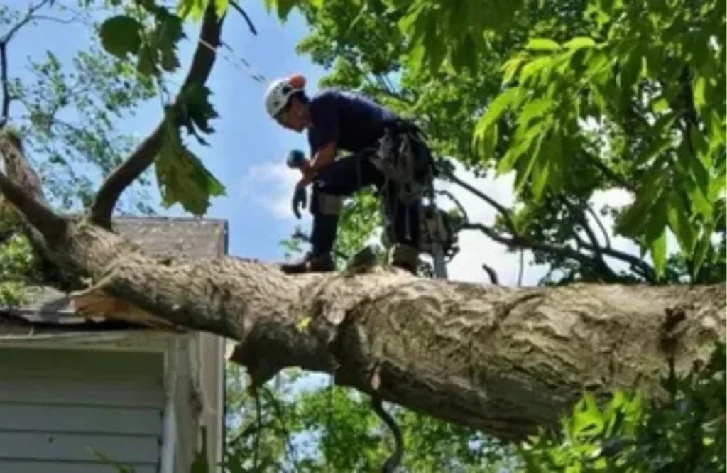 Tree Removal Mistakes Homeowners Must Avoid