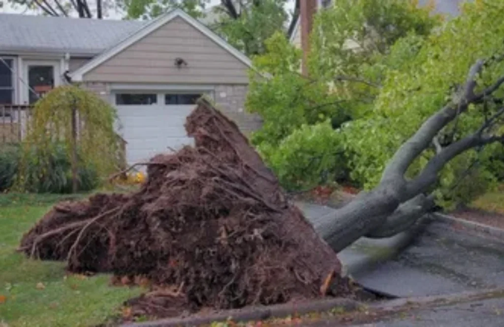 Tree Removal After Storm: What to Do First