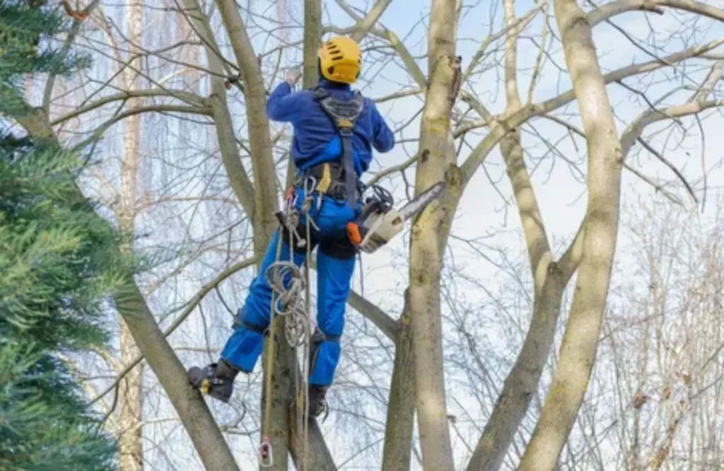 Professional Arborist Services in Vancouver, WA for Safe Tree Removal