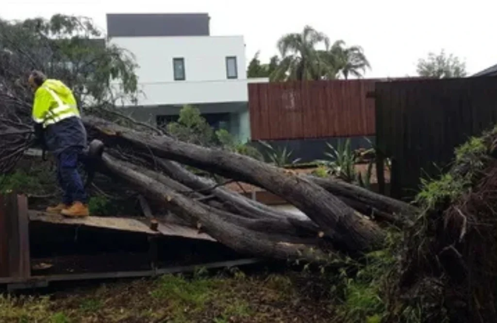 Professional Arborist Services in Vancouver, WA for Safe Tree Removal