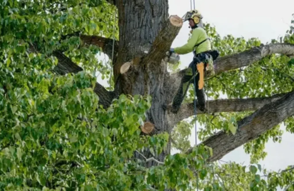 Woodland Tree Service Guide Protecting Vancouver WA Forests