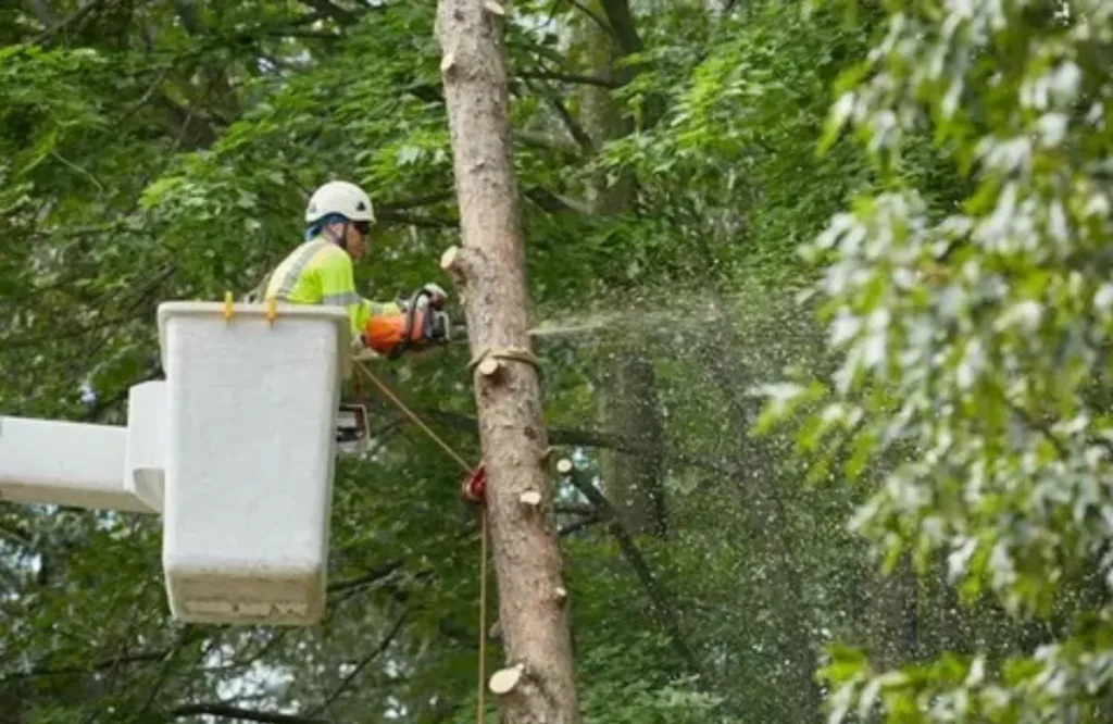 Woodland Tree Service Guide Protecting Vancouver WA Forests