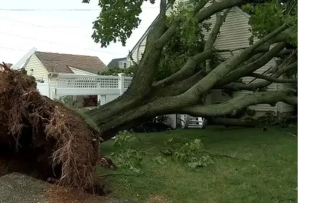 Downed Tree Dangers What Vancouver Homeowners Must Know
