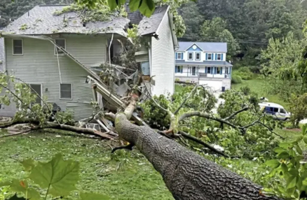 Downed Tree Dangers What Vancouver Homeowners Must Know