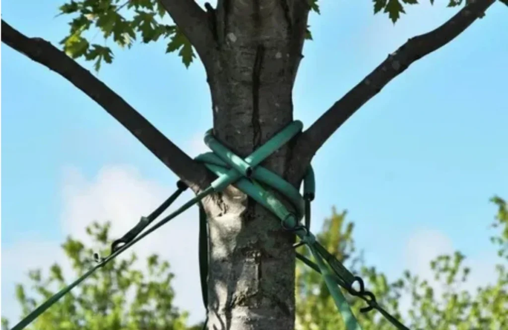 Tree Cabling Service Explained: Saving Vancouver's Mature Trees
