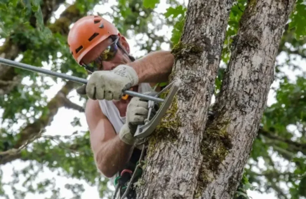 Tree Cabling Service Explained: Saving Vancouver's Mature Trees
