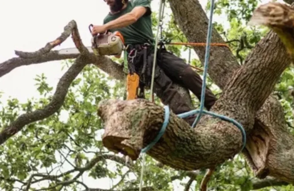 Arborist Vancouver WA How to Spot Unhealthy Trees Early