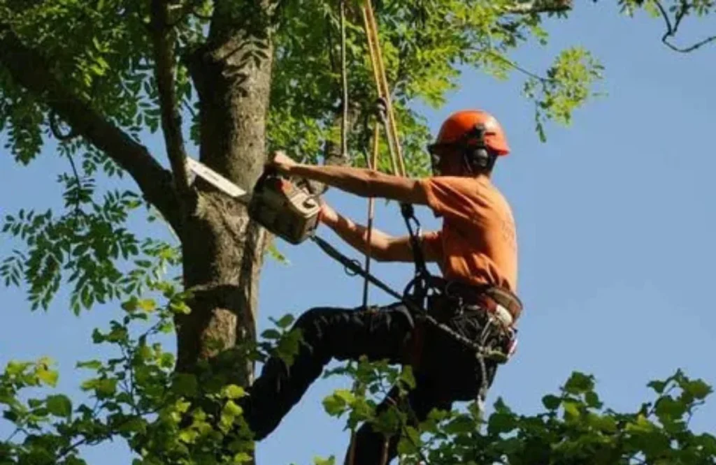 Arborist Vancouver WA How to Spot Unhealthy Trees Early